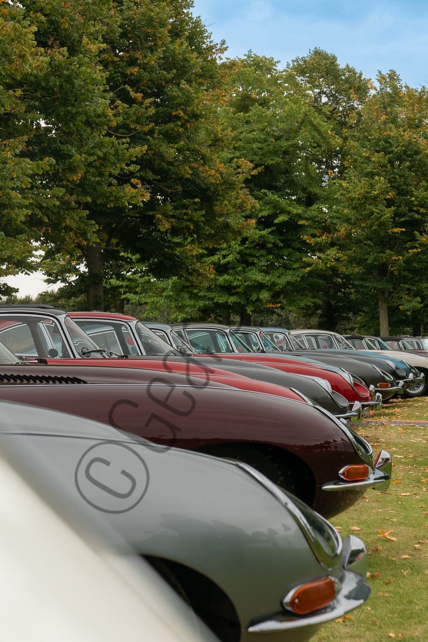 A Symphony of Classic British Performance: The Jaguar E-Type